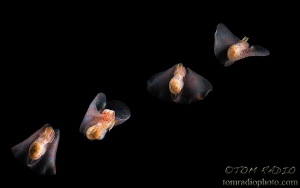 Composite photo of the winged stomach sea slug (Gastropte... by Tom Radio 